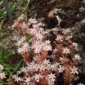 Sedum album fleur